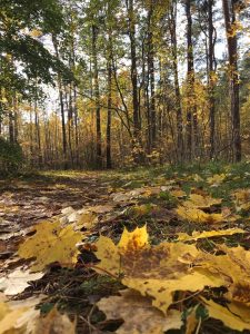 Kusagil-Eestis-13.10.2024