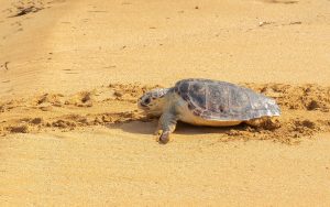 Malta-Kilpkonna-vettelaskmine