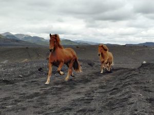 Metsikud-hobused (1)